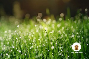 Compare Lawns: Why Is Mine Growing Faster Than Neighbors