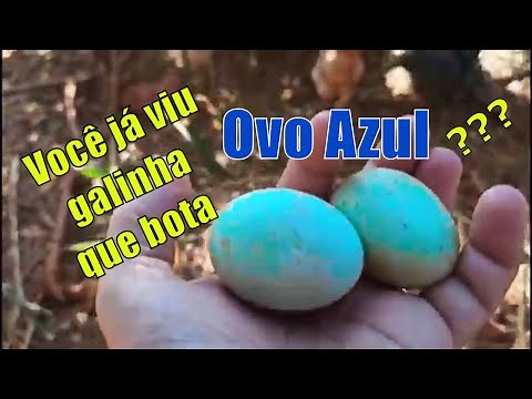 Galinha que bota ovo azul.