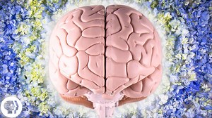 5.2K views · 12 reactions | Discover the nuances of your brain, body and behaviour ‍ | BrainCraft | Facebook