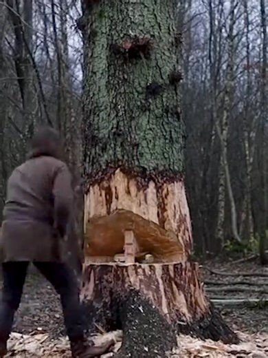 Building a House in the Forest: DIY Tree Cutting Techniques