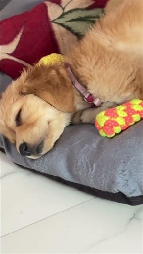 #funny #cutedog #dogshorts #dogvideos #funnydogs #goldenretriverpuppy #funnydogvideos #doglove