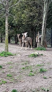 5.5K views · 346 reactions | Our red wolves - Manny, Poco and Hawk - will be heading to a new facility in a few weeks. Make sure you pay them one last visit before they're gone! You can also see them LIVE from the comfort of your own home! Control the camera and observe them as they go about their day. Learn more here: https://www.akronzoo.org/zoolife The red wolf habitat will briefly remain closed for renovations. | Akron Zoo | Facebook