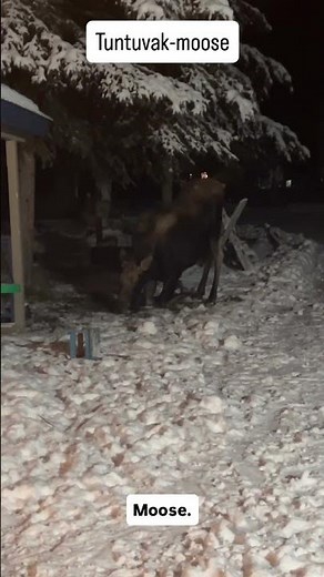 Yup’ik Word of the Day: Tuntuvak (Moose) | Quick Yugtun Language Lesson