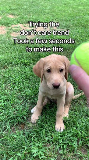 Cute puppy Sunnie with our Bella (our sweet Angel) trying this quick video trend… let us know if you see it 💗🐾 #dogsoftiktok #adorabledogs #labrador #cutepets #firstofthemonth