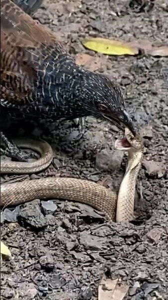 The Power of the Beak: Nature’s Tug-of-War Between Bird and Serpent! 🪶💪