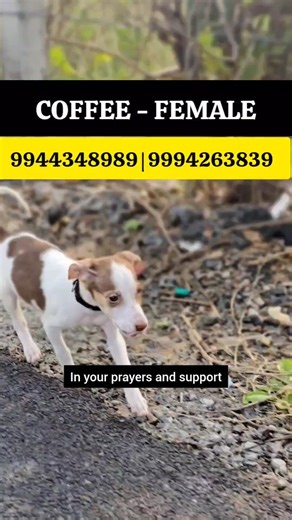 Bhairava Raghavan Pugazh on Instagram: "Help us find "Coffee" who got dumped in Villivakkam by an adopter called Monica(8th std) along with her Mom(Vijaya) before a week! Monica kept enquiring for puppies adoption frequently to random people and doing something illegal. They are so dangeous 💯 Never accept any adoption request from this number +919360786889 and forward it to your circle Will post a detailed video on that! I was devasted to know that she dumped her stating that the pup was not we