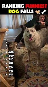 Ranking Funniest Dog Falls #dogs #funny #fails
