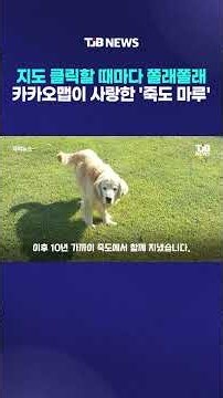 지도 클릭할 때마다 쫄래쫄래… 카카오맵 로드뷰가 사랑한 '죽도 마루'｜ TJB 대전·세종·충남뉴스