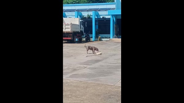 Dog pretends to be dead to escape attack in Surigao, Philippines