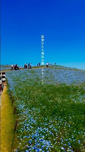 Hitachi Seaside Park Miharashi Hill Nemophila [Travel]