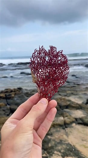 39K views · 609 reactions | Red coral 視 | Blue Light Gemstones | Facebook