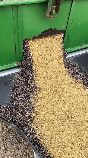 Stamp Seeds on TikTok