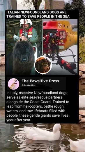 These Giant Dogs Jump From Helicopters to Save Lives! 🚁🐶