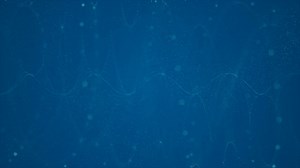 Sea, Fish, Ocean, Underwater