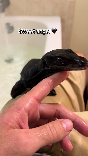 The Personality Difference Between Female and Male Black Dragons