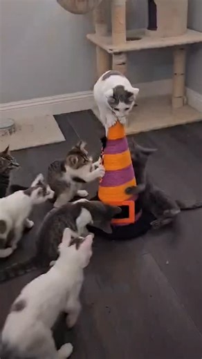 Addams Family (Morticia, Gomez & Pugsley) and Outdoorsy Crew (Moon, Starlight, Midnight, Adventure, River) ❤️ The countdown is ON for our Addams Family and Outdoorsy Crew littermates! They are so excited to play with their new witch’s hat that is perfectly themed Halloween, but we’re actually counting down the weeks until they receive medical clearance so we can start processing applications for adoption for these little sweethearts. 🧙‍♀️ www.dogwoodanimalrescue.org Making a difference one anim