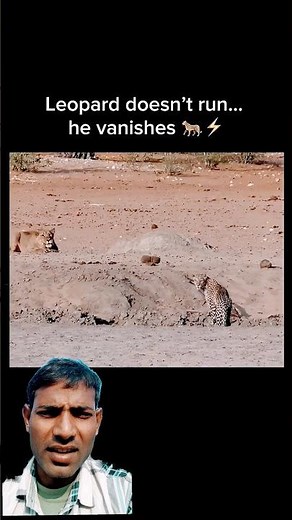 Leopard vs Lion: He Vanishes from Ambush🦁🐆 #animals #leopard #lion #tiger
