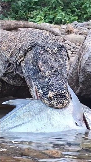 The moment the Komodo dragon eats the giant fish 🐟