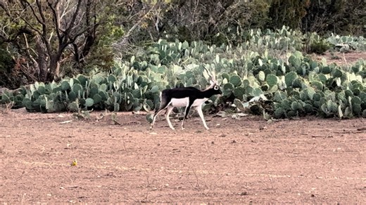 Texas Hunting for Blackbuck: A Unique Experience