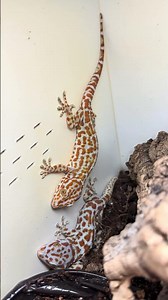 Bold red tokay pairs #gecko #tokaygecko #reptiles