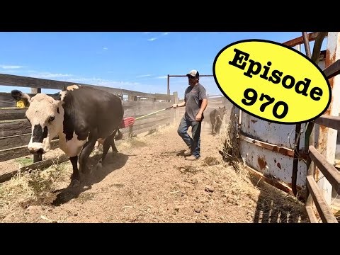 You Just Have To Be More Stubborn Than The Cows
