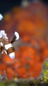2.5K views · 41 reactions | Name this dance move? These juvenile harlequin sweetlips are one of the most interesting fish found on the reef as they swim around in an undulating motion. This dance is to camouflage themselves to look like a poisonous flatworm, therefore deterring predators. @jacobguy.media | World Ocean Day | Facebook