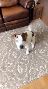 * Adopted * Otto Ray | Pit Bull Mix | Male | 7 months | 50lbs The rumors are true! This charming bachelor is still on the market. Otto Ray is looking for his family just in time for the holidays. On top of being potty trained and crate trained- this handsome guy will definitely impress your family, friends and even strangers with his good looks and even more impressive tricks. Afterwards, he transforms into a lover boy and is happy to snuggle on the couch and keep you company with his laid back 