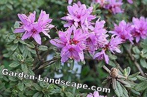 Garden Practice: Rhododendron: The New Super Varieties - My Beautiful Garden | 2025