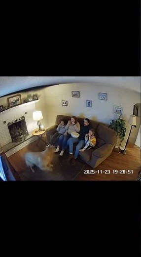 Bird Invades Living Room Through Chimney!