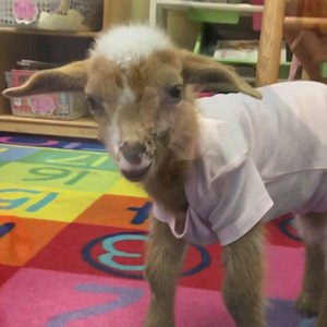 41K views · 2.8K reactions | Oink My Goodness! Look who beat me to class! Yep, Baby Grace got to come to school for a day. Pop and I showed her our classroom, put her in the share chair, then took her to spend the day in the science lab. She was so excited to be the “new kid” in school. | Priscilla the Mini Pig | Facebook