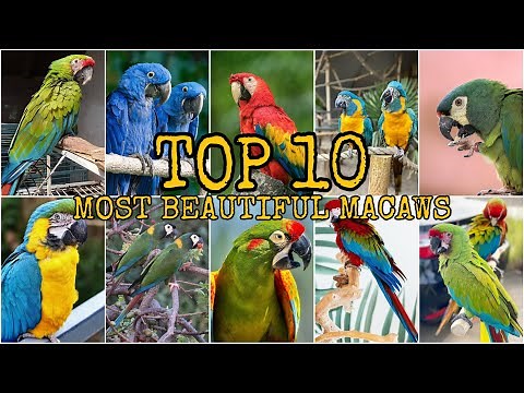 TOP 10 !!! MOST BEAUTIFUL MACAWS