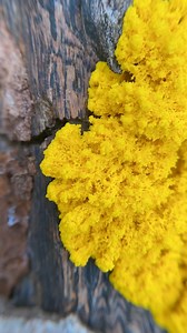 Happy slime mold Sunday. Acellular slime molds (Myxogastria) fuse together to form one giant multinucleated cell, moving and crawling around their environment consuming organic matter in their path. As conditions dictate, they will start forming a spore bearing fruiting body called sporangia. Here you can see the plasmodium “breathing” in timelapse as the intracellular flow of cellular components shifts every ~90s in a process called cytoplasmic streaming. Slime molds display the ability to navi