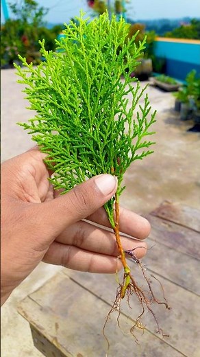 How to grow thuja plant very easily || Follow this step for making your garden green & nature #reels