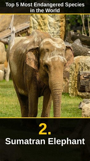 Top 5 Most Endangered Species In The World #shorts
