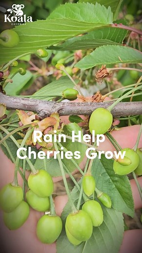 Rain has brought new life to the orchard. 🌧️🌿 Tiny green cherries are growing fast, and it’s already possible to see how much fruit each tree will carry this season. 🍒 It’s shaping up to be a great year for Koala Cherries. 🌞✨ 🎁 Our corporate gift boxes are now open for pre-order. Tap the link in bio to order yours! #cherryseason #cherries #orchardlife #orchard #koalacherries | Koala Cherries