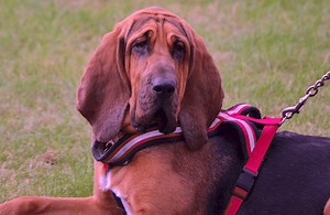 Top 12 most famous scent hounds breeds - Dogsvets.com