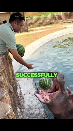 This Hippo REALLY Wanted That Watermelon 🥹🍉 #shorts