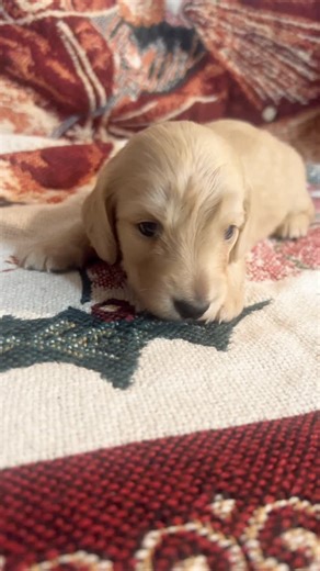 Mini Dox Pups on Instagram: "Sparkler 🎇 ❤️ . #minidoxpups #minidachshund #miniaturdachshund #dachshund #dachshundpuppy #creamdachshund #longhaireddachshund #christmas #dachshundsofinstagram #puppiesoﬁnstagram #explore"