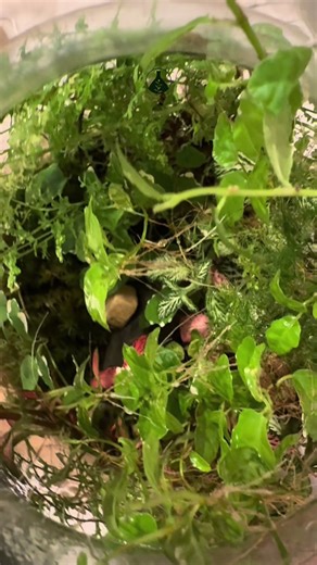 Time for a trim! This terrarium is well overdue some TLC - left unchecked the ferns and ficus pumila will take over completely! When trimming a terrarium don’t throw your cuttings! If they have aerial roots like some of those in this video you can plant them in another vessel.#terrapy #terrarium