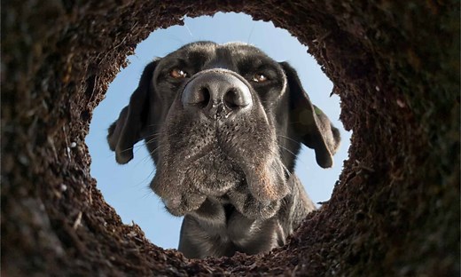 The Real Reasons Dogs Dig (and What You Can Do About It)