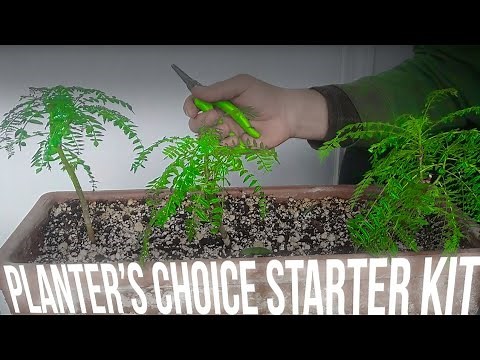 Planters Choice Bonsai - Flame Tree - Pruning and Wiring - Delonix Regia