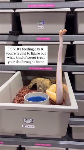 My Ball Python really loves sweet treats🫶🐍😂