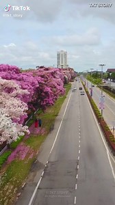 Sakura Blossoms Batu Pahat - Tecoma Trees #sakura #blossom #flower #tree #roadtrip #travel #batupahat #malaysia #tecoma #bunga #cherry #tourism #fyp