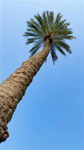 Beautiful and Tall Palm Tree❤️Rural Life Pakistan #nature