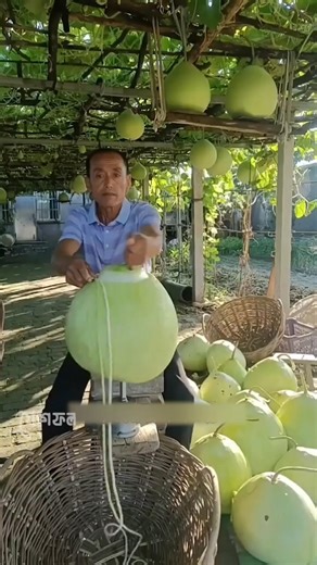 চীনের কৃষকরা লাউকে লম্বা ফিতের মতো কাটে কেন? 😳🥒