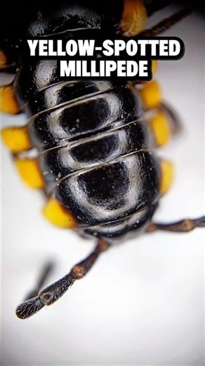 Microscopic View of Yellow-Spotted Millipede – Fascinating Close-Up #microscope #milipede #insects