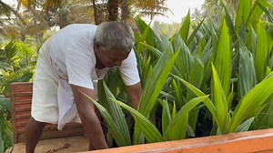 Producing high-quality coconut plants requires attention to detail, proper cultivation techniques, and maintaining a healthy environment for growth. 🌿🌴 Here’s a step-by-step guide on how to produce strong and healthy coconut plants:### 1. **Selection of Quality Seeds (Nuts)** - Choose mature, healthy coconuts from high-yielding, disease-free parent trees. 🌰✨ - Choose proven local varieties suited to your region’s climate and soil conditions.(eg, Tiptur Tall Coconut variety)Look for coconuts w