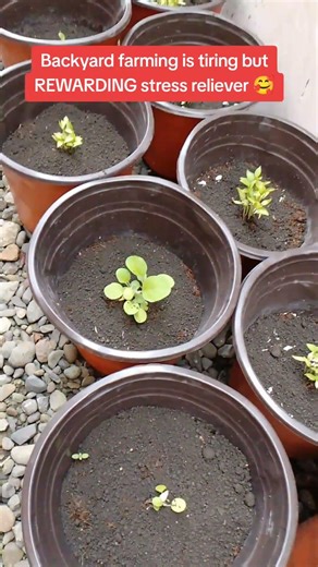 Backyard Farming in a small space... #nature #farming #backyardfarming
