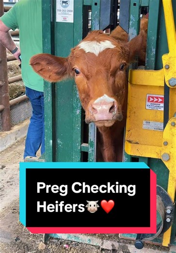 Preg Checking Heifers: A Quick Guide