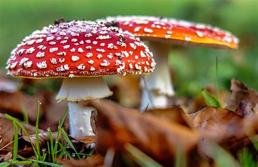 Giant mushrooms could kill millions with alien fungus